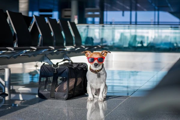 Mascotas en avión: IATA lanza un programa global